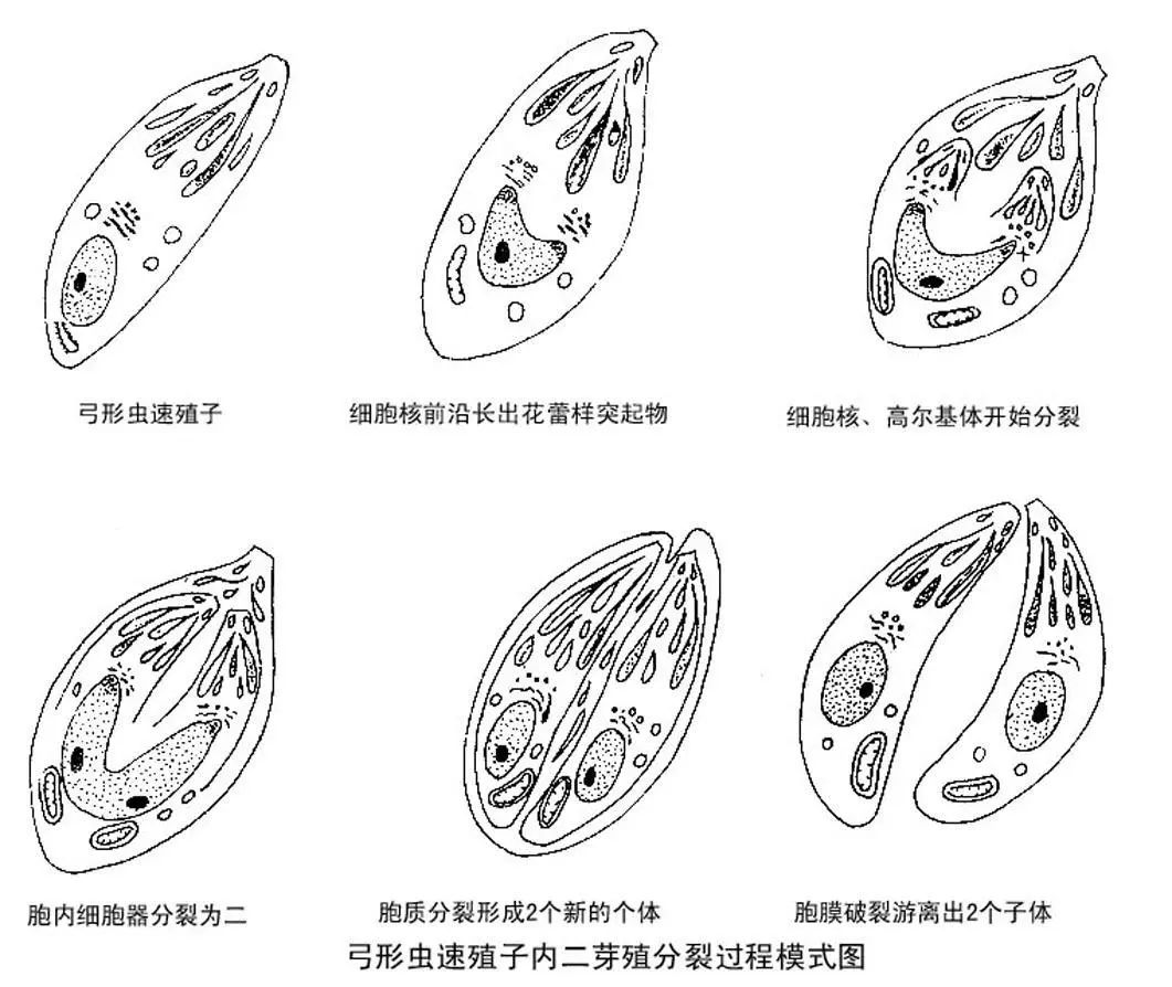 艾什卡普-用心愛你，始終陪伴