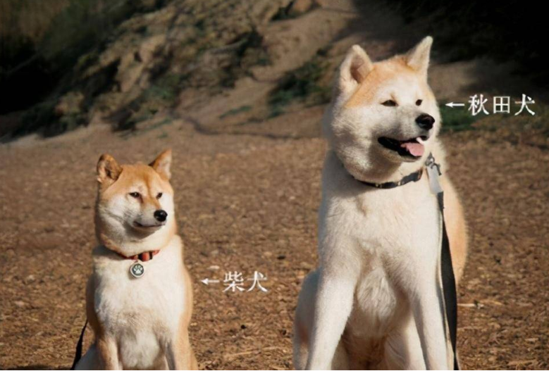 艾什卡普-用心愛你，始終陪伴