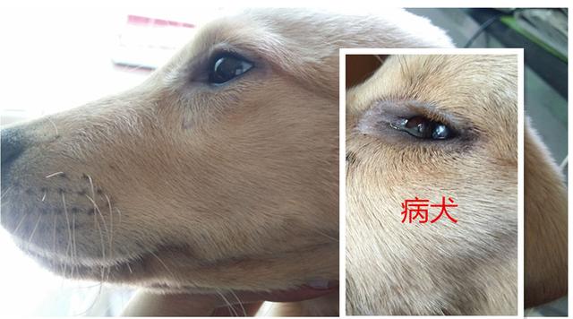 艾什卡普-用心愛(ài)你，始終陪伴