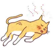 艾什卡普-用心愛你，始終陪伴