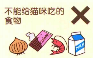 艾什卡普-用心愛你，始終陪伴