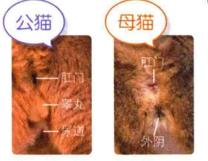 艾什卡普-用心愛你，始終陪伴