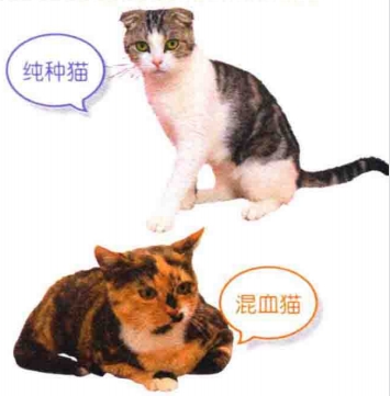 艾什卡普-用心愛你，始終陪伴