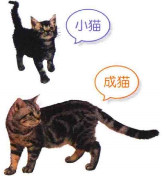 艾什卡普-用心愛你，始終陪伴