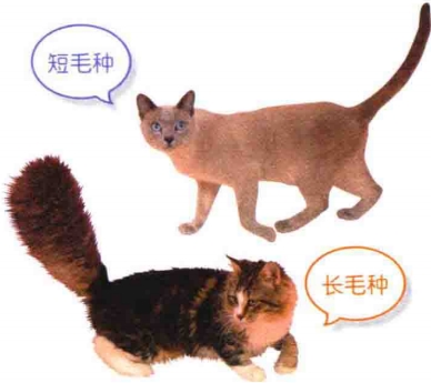 艾什卡普-用心愛你，始終陪伴