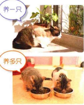 艾什卡普-用心愛你，始終陪伴