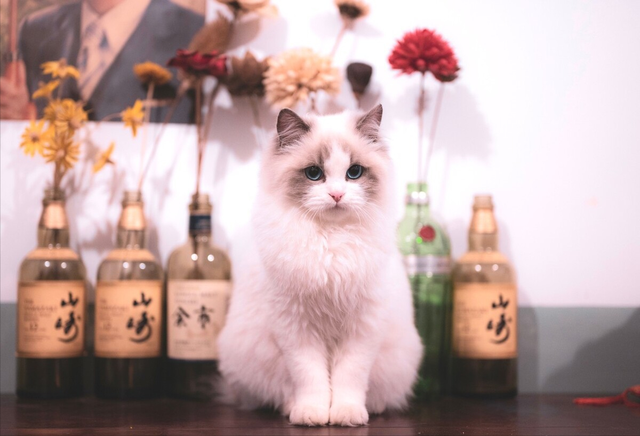 艾什卡普-用心愛你，始終陪伴