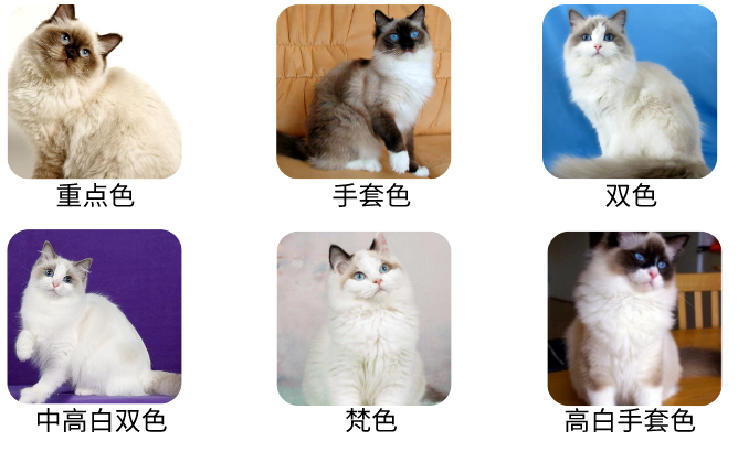 艾什卡普-用心愛你，始終陪伴