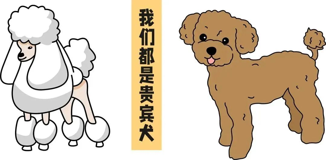 艾什卡普-用心愛你，始終陪伴