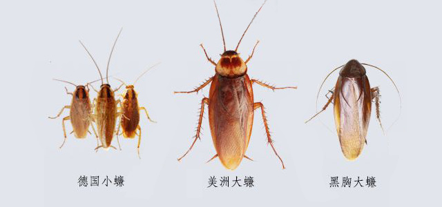艾什卡普-用心愛你，始終陪伴