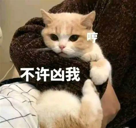 艾什卡普-用心愛你，始終陪伴