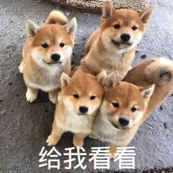 艾什卡普-用心愛你，始終陪伴