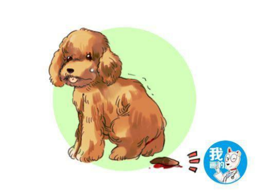 艾什卡普-用心愛(ài)你，始終陪伴