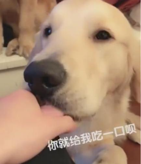 艾什卡普-用心愛你，始終陪伴