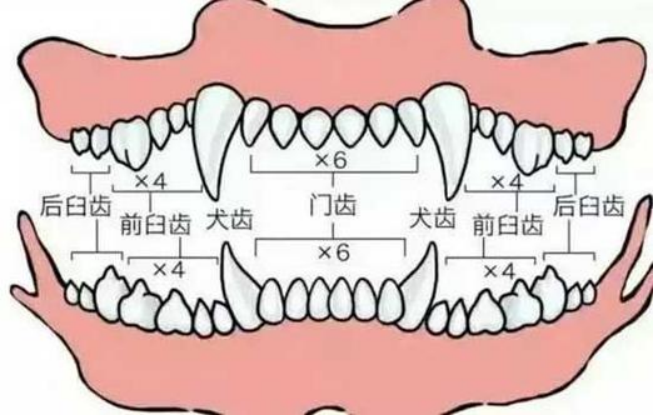艾什卡普-用心愛你，始終陪伴
