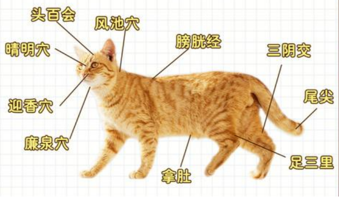 艾什卡普-用心愛你，始終陪伴