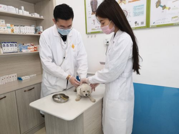 艾什卡普-用心愛你，始終陪伴
