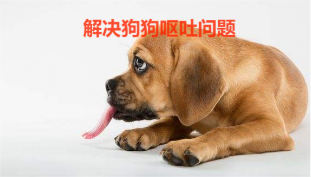 艾什卡普-用心愛你，始終陪伴