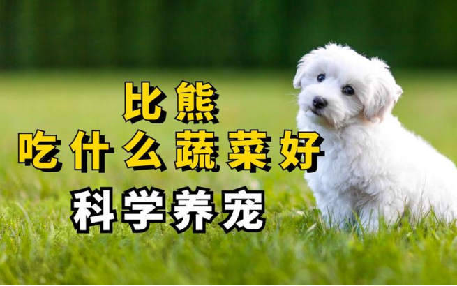 艾什卡普-用心愛你，始終陪伴