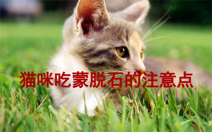 艾什卡普-用心愛你，始終陪伴