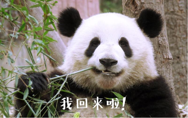 艾什卡普-用心愛(ài)你，始終陪伴