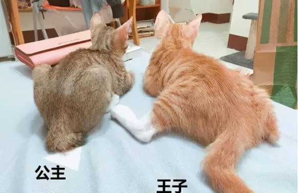 艾什卡普-用心愛你，始終陪伴