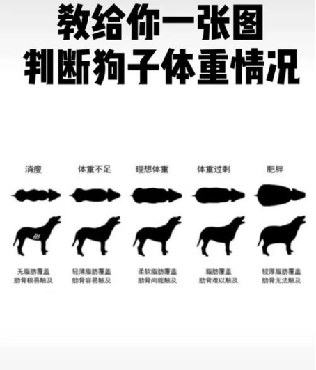 艾什卡普-用心愛你，始終陪伴