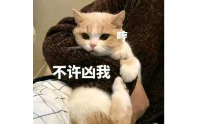 貓咪探秘：為何它們總讓我們感覺養不熟？
