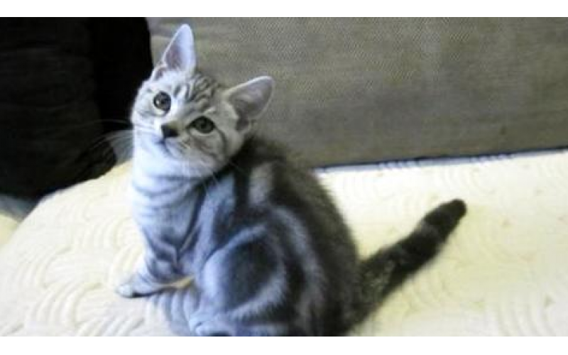 飼養(yǎng)一只銀虎斑貓大概多少錢?銀虎斑貓飼養(yǎng)!