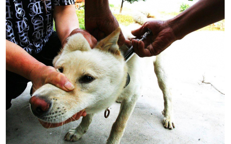 狗狗得了狂犬病的早期癥狀是什么？