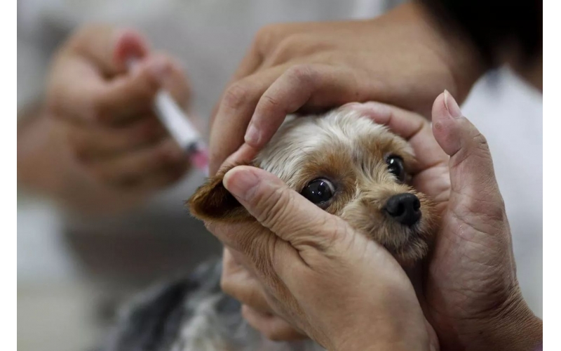關于狂犬病的五大誤區，您一定要知曉
