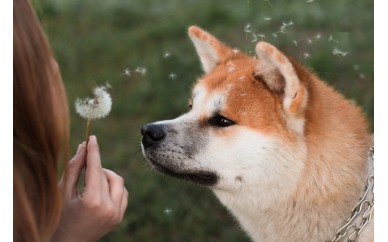 新手怎么養柴犬，有什么注意事項