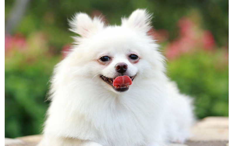 博美犬為什么淚痕嚴重，原因了解一下