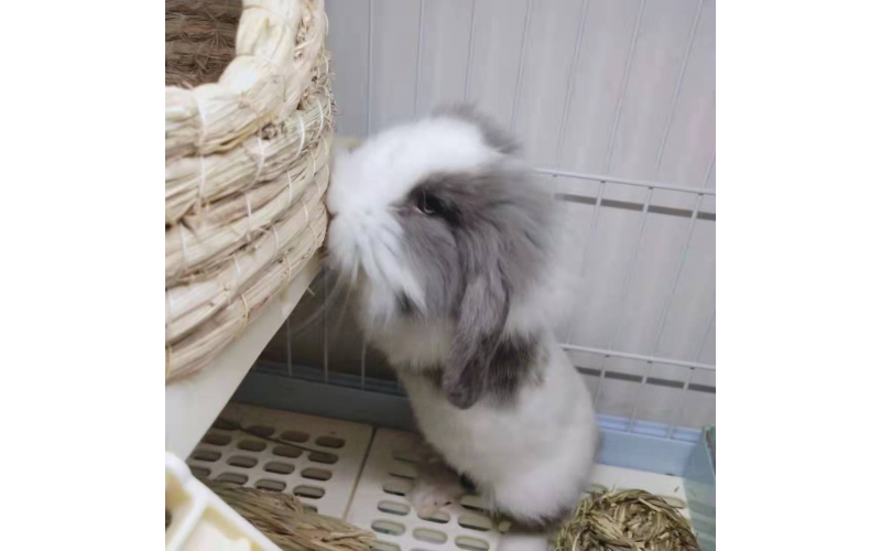 養兔子需要注意一些什么？