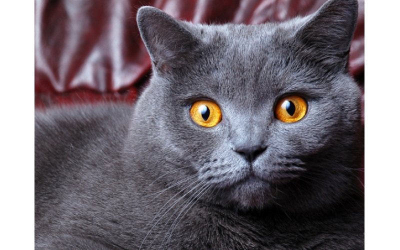 如何飼養英短貓？