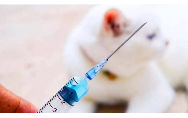 打狂犬疫苗大概多少錢，有沒有必要打