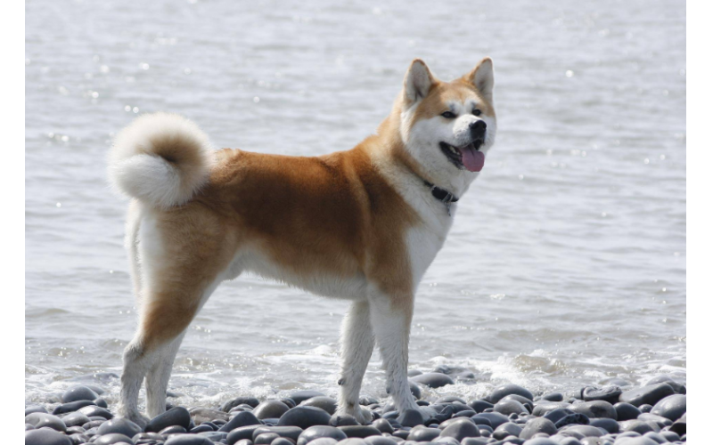 新手養(yǎng)秋田犬的一些注意事項？