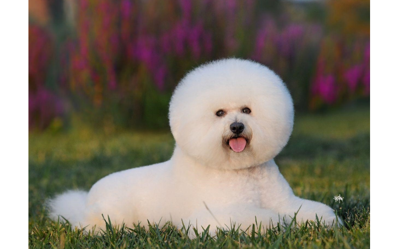 比熊犬好養(yǎng)嗎？有什么優(yōu)缺點