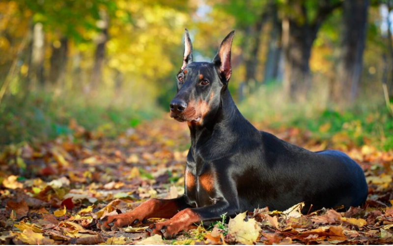 杜賓犬好養嗎，有哪些優缺點？