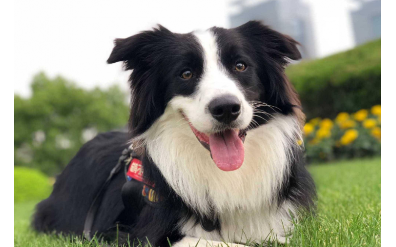 飼養邊境牧羊犬時，這幾點一定要注意