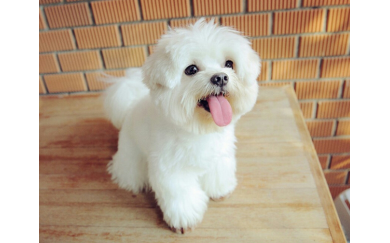 比熊犬真的超級可愛啊，有圖可證