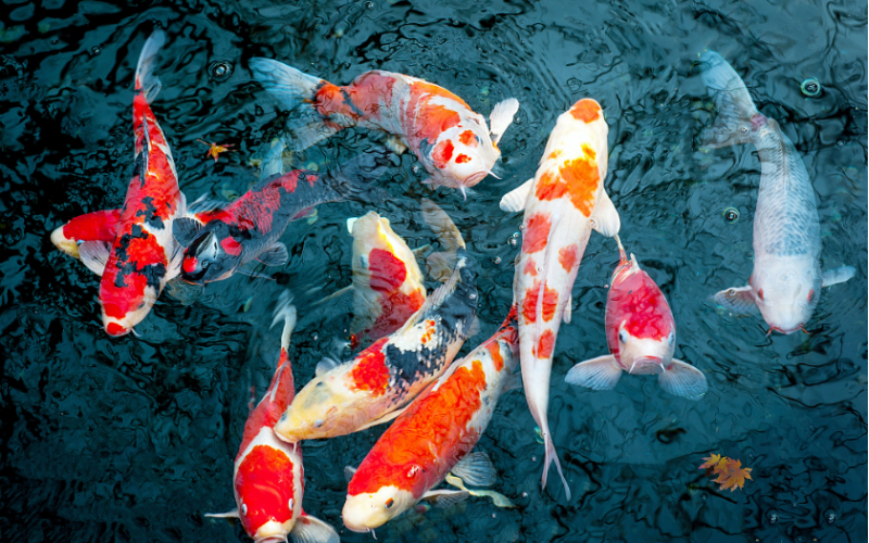 怎樣才能飼養好錦鯉魚？小白看過來