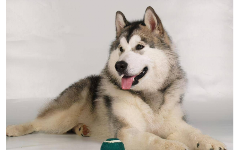 阿拉斯加犬有什么優點和缺點？