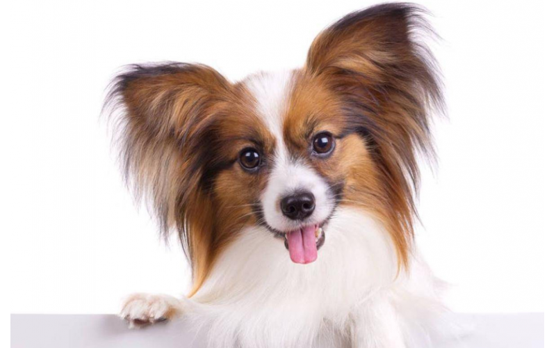 帶你認識狗界小公主——蝴蝶犬