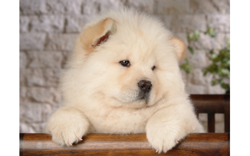 移動(dòng)的萌球——松獅犬