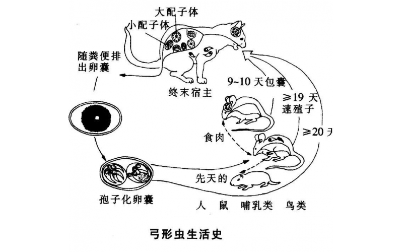 弓形蟲科普