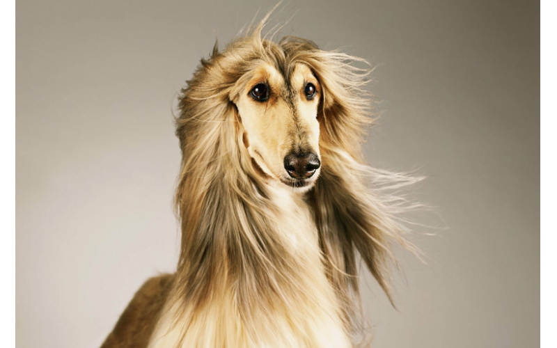 阿富汗獵犬：夏季護理，需注意的事項