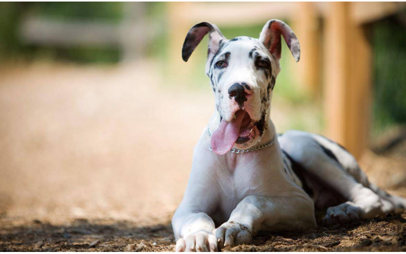 大丹犬——性格溫順的犬界巨人