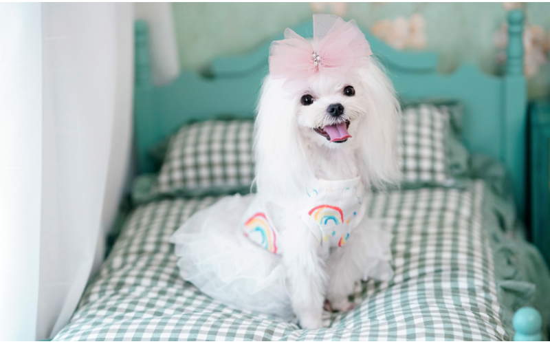 小型犬的顏值擔當：馬爾濟斯犬