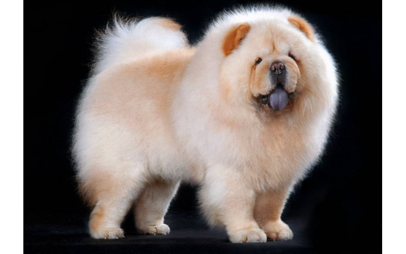 為什么很少有人養松獅犬？